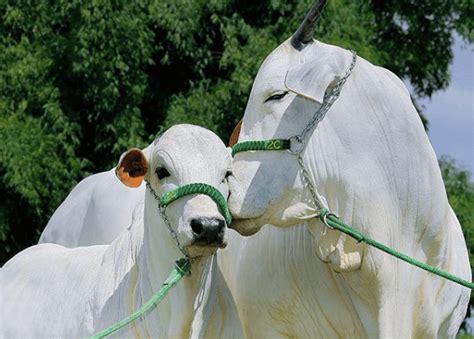 Posso dar v max virginiamicina para vacas prenhes Boi Saúde