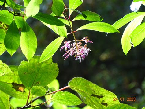 Fuchsia arborescens from San Sebastián del Oeste Jal México on