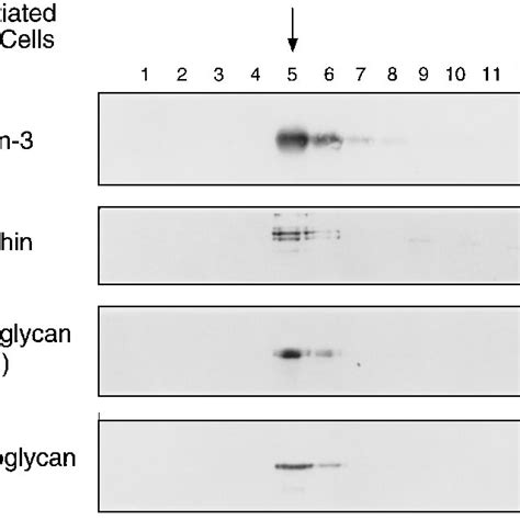 (PDF) Expression of caveolin-3 in skeletal, cardiac, and smooth muscle ... 