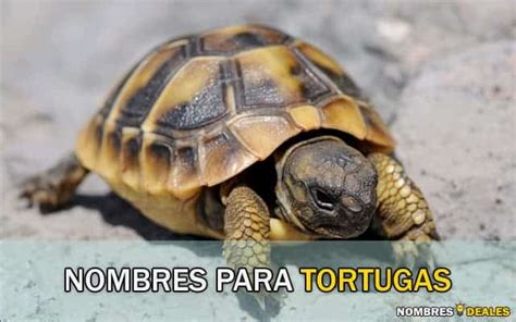 Nombres Para Tortugas Ideas Originales Para Tu Quelonio Mascota