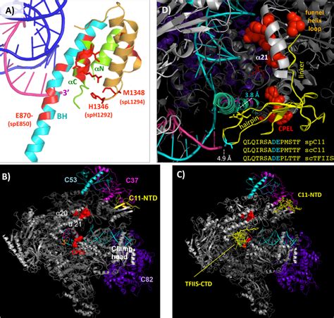 Mapping S Pombe C Active Center Lof Mutants Onto S Cerevisiae Rnap