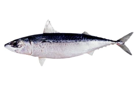 Blue mackerel - Alchetron, The Free Social Encyclopedia