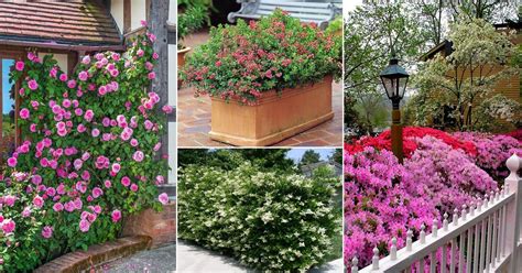 26 Most Beautiful Flowers for Hedges | Balcony Garden Web