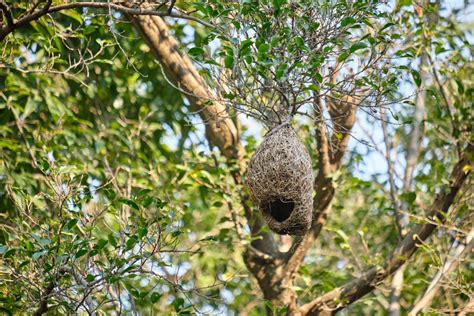 20,000+ Best Bird Nest Photos · 100% Free Download · Pexels Stock Photos