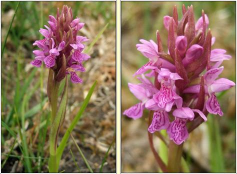 Irish Wildflowers Early Marsh Orchid Dactylorhiza Incarnata Subsp