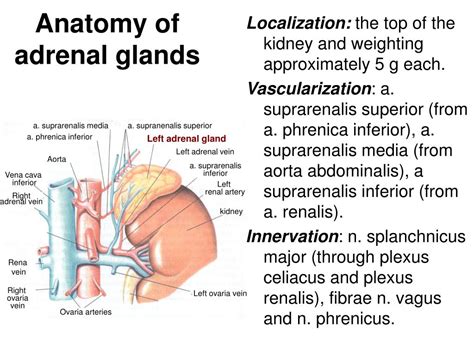 Ppt Pathology Of Adrenal Glands Powerpoint Presentation Free Download Id3149829