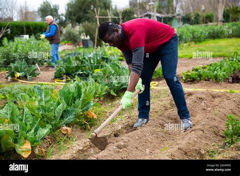 African American Amateur Gardener Hoeing Soil On Vegetable Garden In Springtime Preparing For