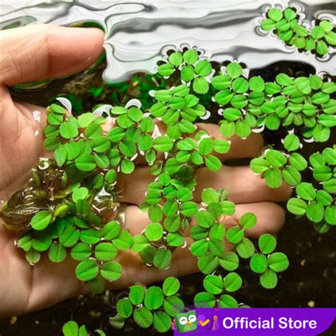 Jual Salvinia Molesta Tanaman Apung Aquascape Kota Tangerang CGK