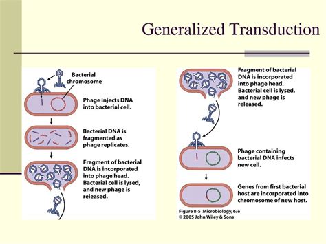 Chapter 3 Reproduction Of Prokaryotic Cell Ppt Download