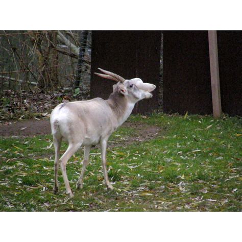 Сайги / Сайгаки (Saiga) | LifeCatalog