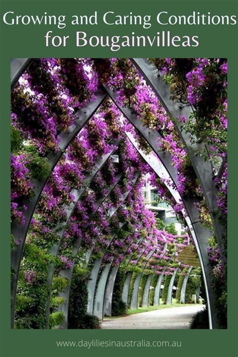 Bougainvillea Vine Care Tips How To Grow Keep Bougainvilleas Flowering