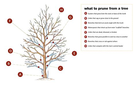 How To Prune Small Trees And Shrubs This Old House