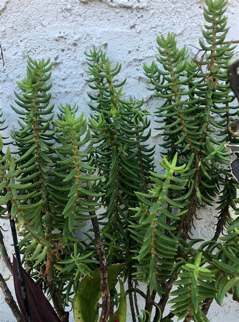 Crassula Shark Tooth Succulent 2 Pot Etsy