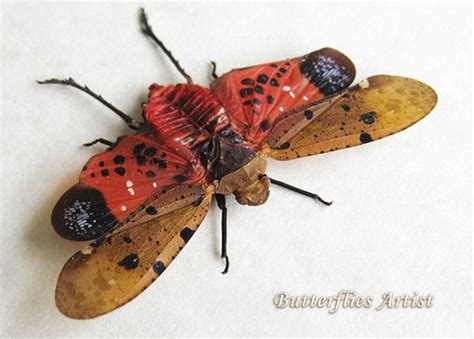 Penthicodes Atomaria Real Lanternfly Entomologie Encadr E Etsy France