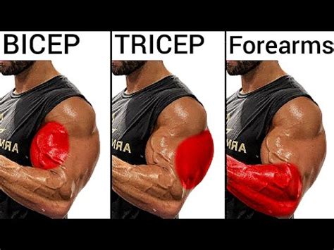 Top 5 Bicep Workout Tricep Workout And Forearm Workout To Build Big Arm