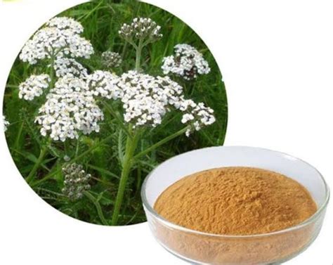 Cinnamon Extract Botanical Name Achillea Millefolium At Rs 700