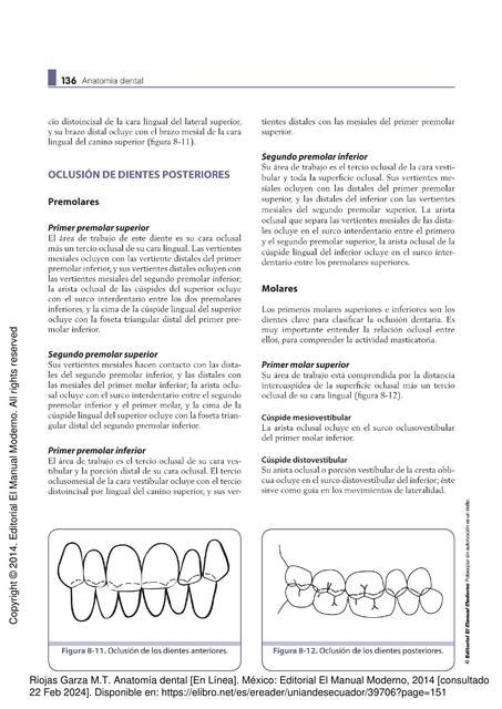 Oclusión de Dientes Posteriores amelia bastidas uDocz