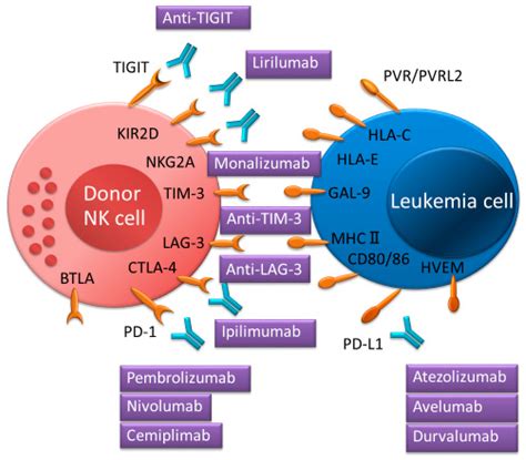 Ijms Free Full Text Natural Killer Immunotherapy For Minimal