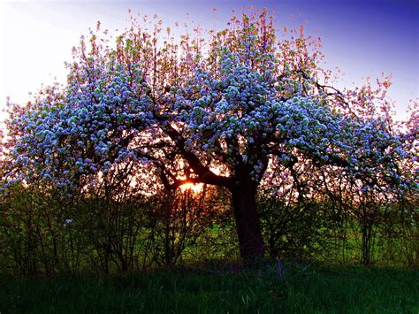 Tree Spring Nature - Free photo on Pixabay - Pixabay 