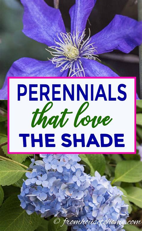 Shade Loving Plants Gorgeous Perennials Shrubs Vines And Annuals That Love The Shade Artofit