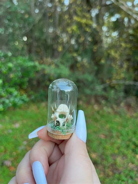 Roadkill Raccoon Vertebrae With Hedgehog Quills Mini Dome Etsy