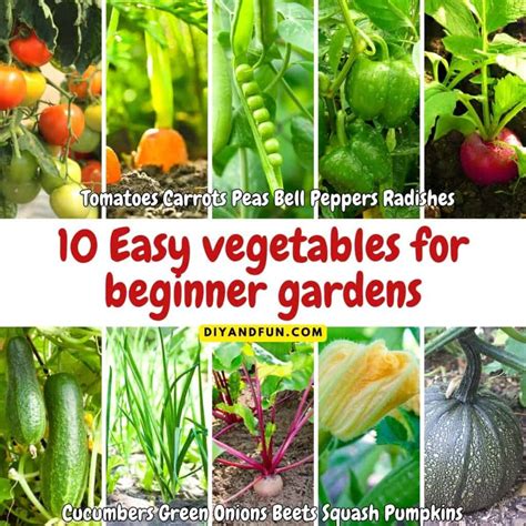 How to Start a Vegetable Garden for Beginners. - DIY and Fun