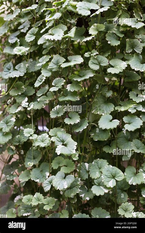 Glechoma Hederacea Variegated Creeping Charlie Plant Stock Photo Alamy