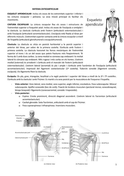 Esquelest Apendicular Sistema Osteoarticular Esquelet Apendicular