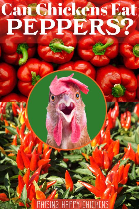 Can Chickens Eat Peppers Find Out What The Research Says