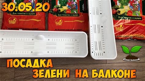 Посадка Зелени На Балконе | Домашний Огород На Балконе - YouTube