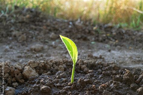 Turmeric Curcuma (Curcuma Longa) plant growing in a field for ...