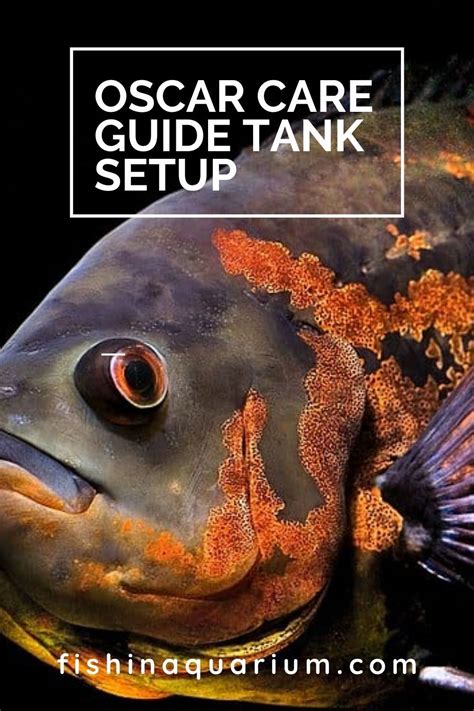 Oscar Fish Species Overview Care Breeding Guide Artofit