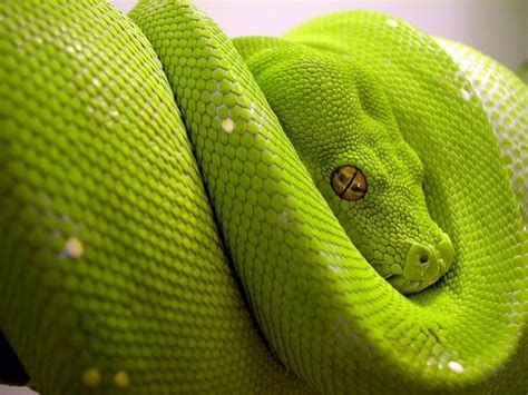 les explication des serpent