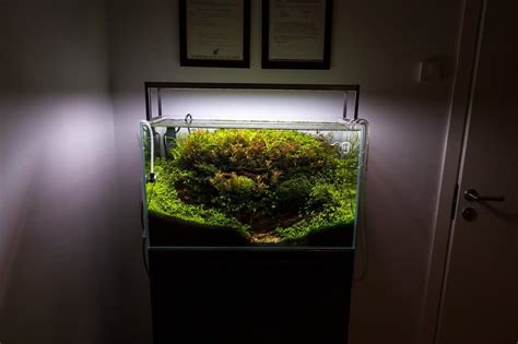 Planted aquarium: Full lighting guide - Aquariadise