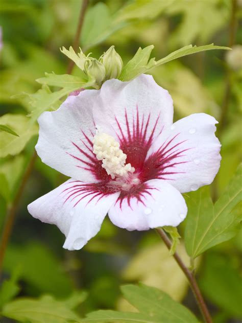 Hibiskus Red Heart Kaufen