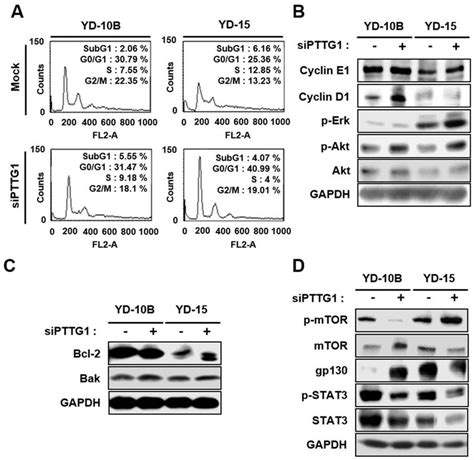 Effect Of Pttg1 On Cell Cycle Apoptosis And Growth In Oral Scc