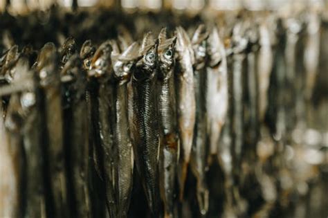 3 Hal Penting Dalam Mengawetkan Makanan Yang Harus Diperhatikan