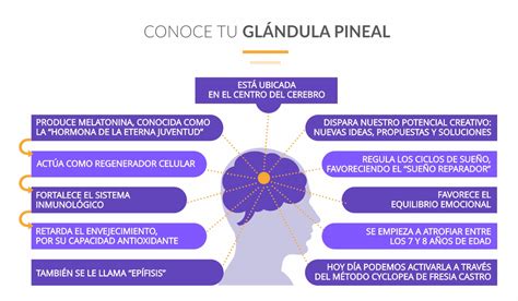 M Todo Cicl Pea Ense A La Activaci N De La Gl Ndula Pineal En Venezuela