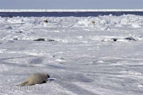 Seal Habitat | Photo, Information