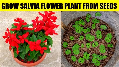 How To Grow Salvia Flower Plant From Seeds Seedling Of Salvia Flower