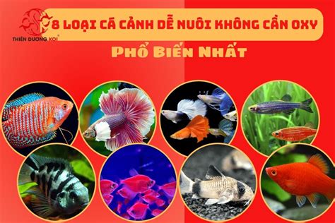 Top 8 Cá Cảnh Dễ Nuôi Không Cần Oxy Phổ Biến Nhất