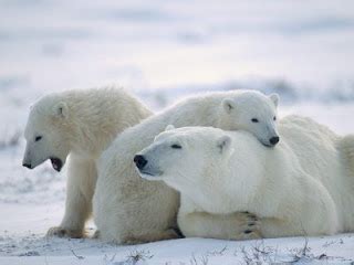 Imágenes del mundo animal: Osos polares bebés