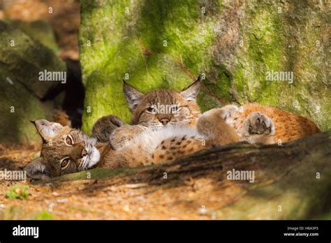 Eurasian Lynx Lynx Lynx Juveniles Sweden Stock Photo Alamy