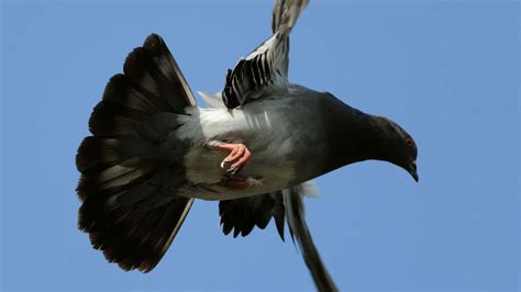 Nach Zusammensto Mit Vogel Motorradfahrer Stirbt