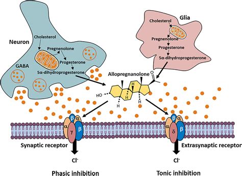 Neurosteroids As Local Modulators Of Inhibitory Neurotransmission GABA