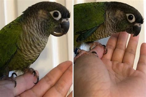 Parrot Beak Trimming At Home Easy Method Parrots For Sale