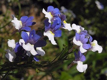 Eenjarig Nemesia Versicolor Klm Kwekerij Margriet