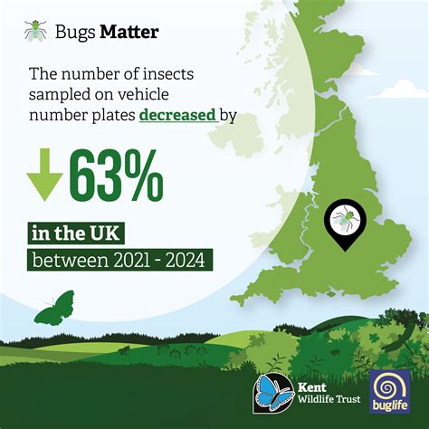 Bugs Matter survey shows ongoing decline in UK flying insects - Buglife