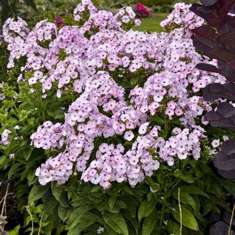 Phlox Paniculata Fancy Girl Ppaf Walters Gardens Inc