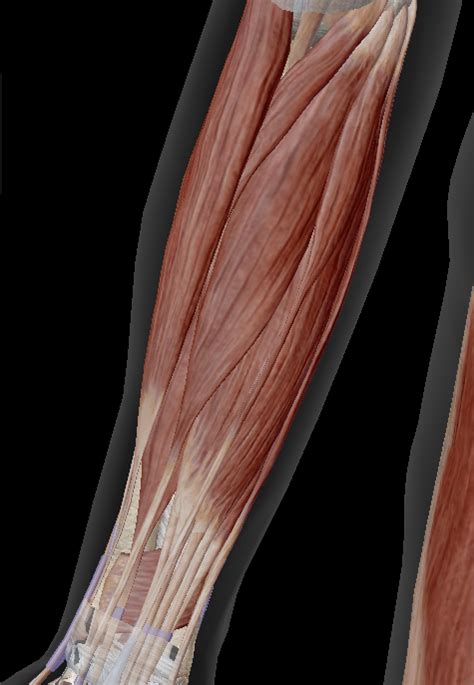 Superficial Anterior Forearm Muscles Diagram Quizlet